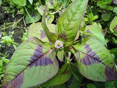 Persicaria capitata