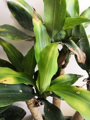 Dracaena