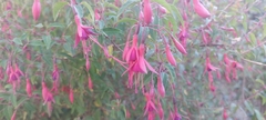 Fuchsia magellanica