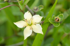 Sphinctanthus microphyllus