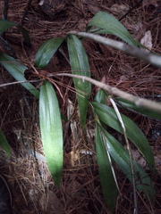 Prosthechea varicosa