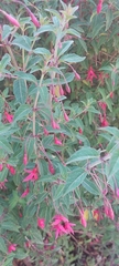 Fuchsia magellanica