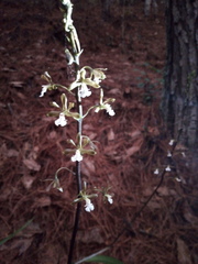 Prosthechea varicosa
