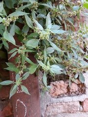 Parietaria judaica
