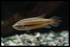 Brown Spike-Tailed Paradise Fish photo 2