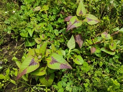 Persicaria capitata
