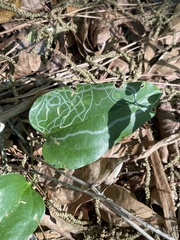 Marmara smilacisella