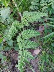 Anthriscus sylvestris