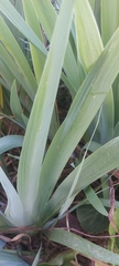 Liliopsida