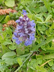 Ajuga reptans