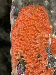 Endectyon hispitumulus