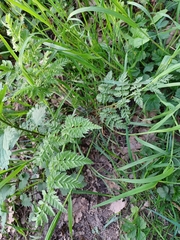 Anthriscus sylvestris