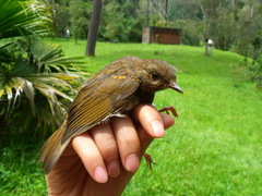 Catharus occidentalis