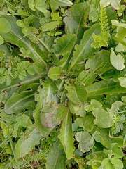 Hypochaeris radicata