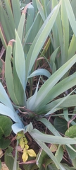 Liliopsida