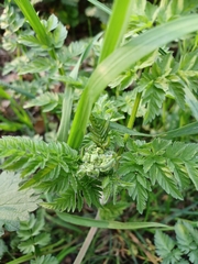 Anthriscus sylvestris