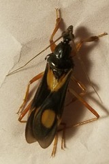 Rasahus hamatus