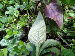 Persicaria capitata