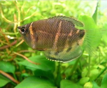 Chocolate Gouramis