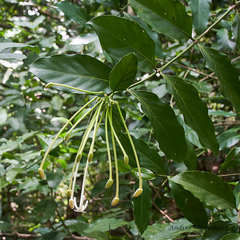 Posoqueria latifolia