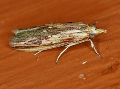 Ancylostomia stercorea