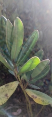 Angiospermae