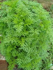 Cosmos caudatus