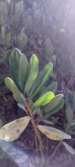 Angiospermae