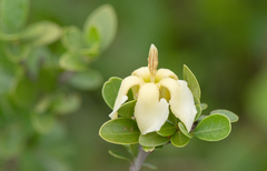 Sphinctanthus microphyllus