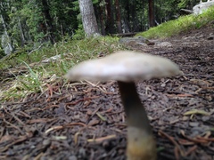 Clitocybe glacialis