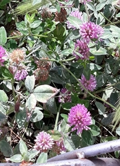 Trifolium pratense
