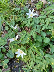 Anemonoides nemorosa