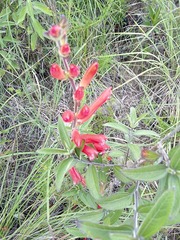 Lamourouxia rhinanthifolia