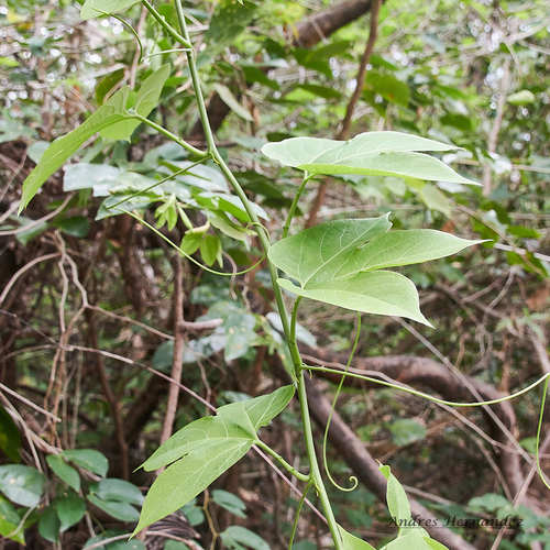 Passiflora platyloba image