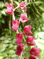 Rodriguezia lanceolata