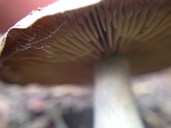 Clitocybe glacialis