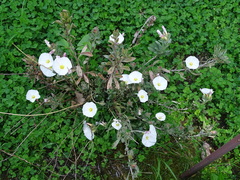 Convolvulus cneorum