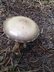 Clitocybe glacialis