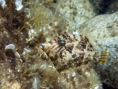 Stephanolepis diaspros