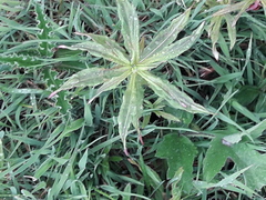 Chamaenerion angustifolium
