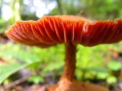 Image of Laccaria squarrosa