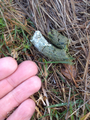 Porphyrio hochstetteri