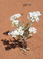 Dimorphocarpa wislizeni