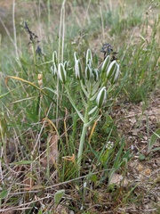 Ornithogalum navaschinii