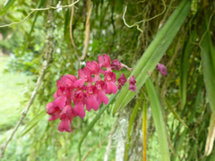 Rodriguezia lanceolata