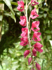 Rodriguezia lanceolata