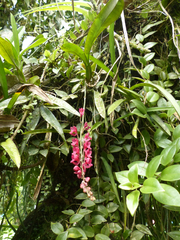 Rodriguezia lanceolata