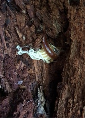 Scolopocryptops spinicaudus