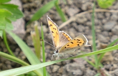 Lycaena phlaeas