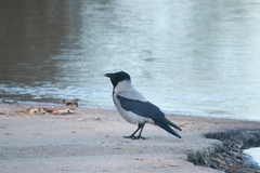 Corvus cornix